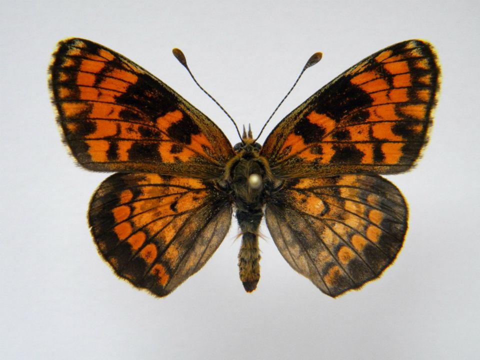 Melitaea phoebe abb 7 (Internet Image property of respective owner, non-commercial use only)